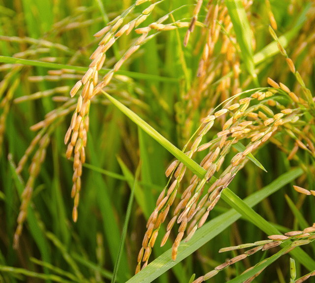 https://organicfertilizerinc.com/wp-content/uploads/2021/10/Rice-Mobile-banner_3.png